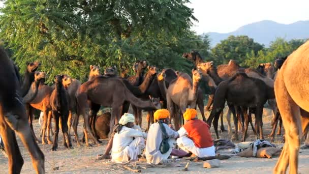 Tribesmen gathering with camel herds — Stock Video