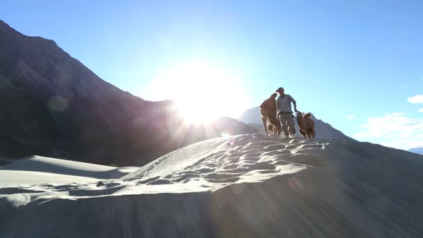 Baktriska kamelen Camelus bactrianus med herder — Stockvideo