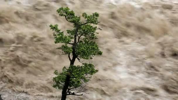 Lone tree on raging swollen flooded river — Stock Video