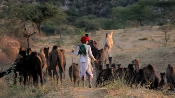 Tribesmen with camel herds — Stock Video