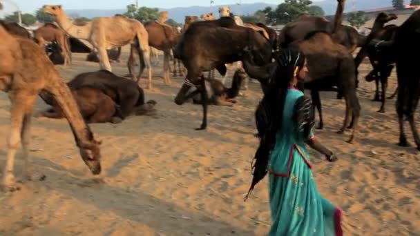 Kobieta tańczy przez wielbłądy — Wideo stockowe