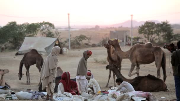 收集与骆驼群的部落 — 图库视频影像