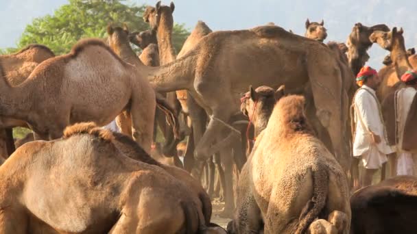 Hjordar av kameler på Pushkar Camel Fair — Stockvideo
