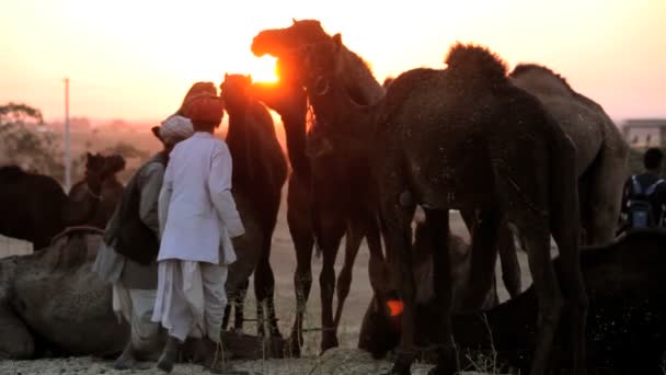 Kamelenherder bij zonsondergang — Stockvideo