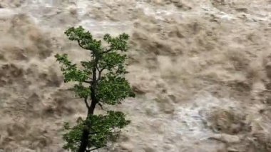 Yalnız ağaç azgın şişmiş sular altında Nehri üzerinde