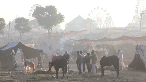 Tribu reuniéndose con manadas de camellos — Vídeo de stock