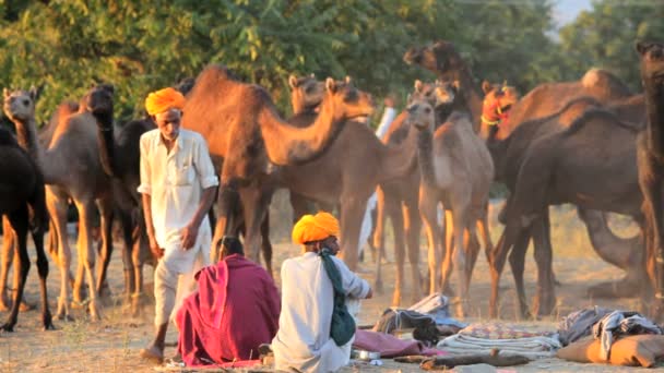 Tribal herde med kameler — Stockvideo