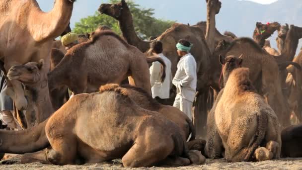 Velbloudí pastevci na veletrhu Camel Pushkar — Stock video