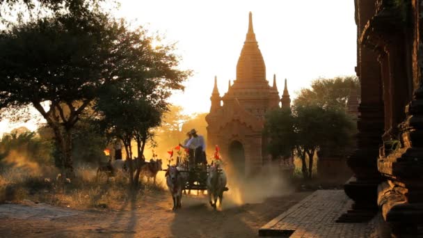 Bullock karren en pagodes — Stockvideo