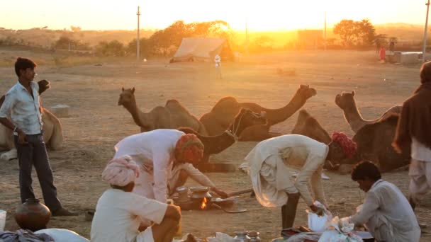 Camel herdsman at sunset — Stock Video