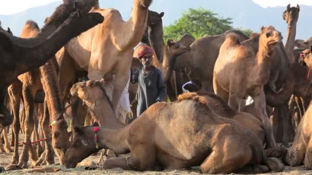 Kamelhirten auf der Kamelmesse in Pushkar — Stockvideo