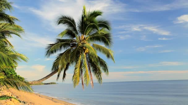 Palmera individual — Vídeos de Stock