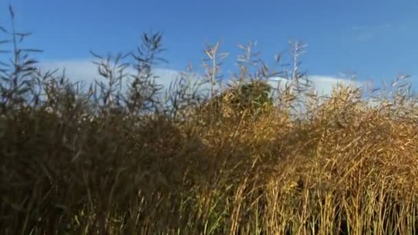 Arbre en été entouré de champs de graines de viol — Video