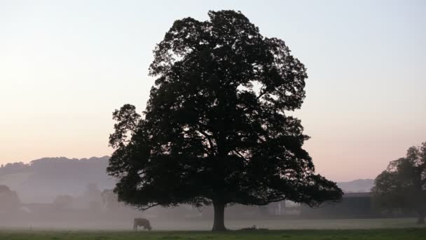 Lever de soleil matinal à la campagne — Video