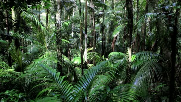 Regenwoud, Fungella Nationaal Park, Queensland, Australië — Stockvideo