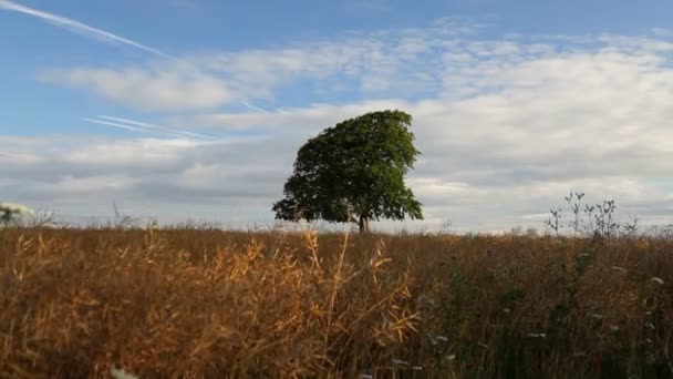 Árbol en verano rodeado de campo de semillas de colza — Vídeo de stock