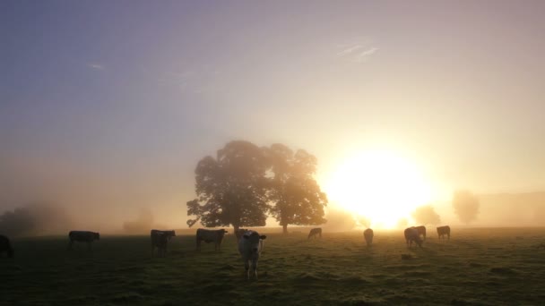 Vista de vacas en campos llenos de niebla al amanecer — Vídeos de Stock