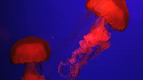 Морская медуза, Тихий океан — стоковое видео