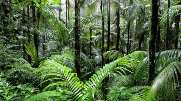 Selva tropical, Parque Nacional Fungella, Queensland, Australia — Vídeo de stock