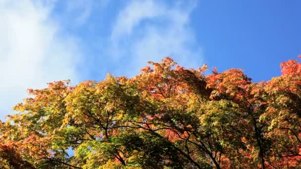 Westonbirt Árbol de arce — Vídeo de stock