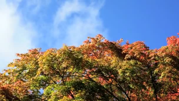 Nubes otoñales y arces — Vídeo de stock