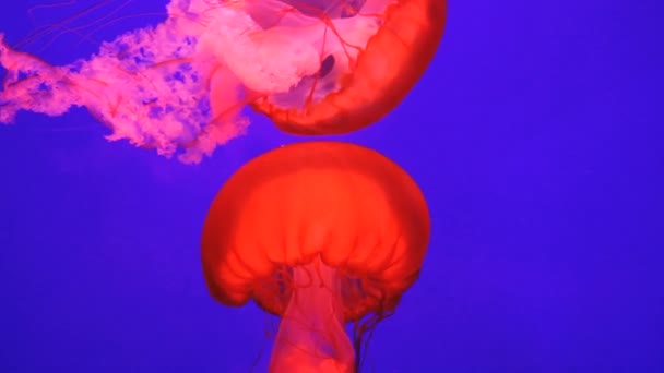 Sea Jellyfish, Pacific Ocean — Stock Video