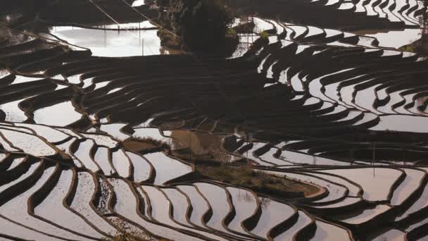 Rice terraces built by Hani people — Stock Video
