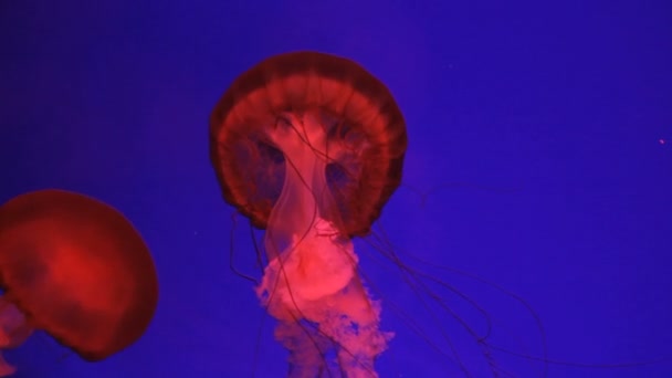 Sea Jellyfish, Pacific Ocean — Stock Video