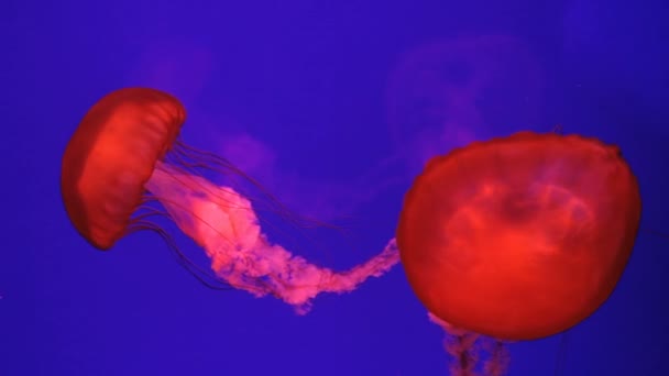 Sea Jellyfish, Pacific Ocean — Stock Video