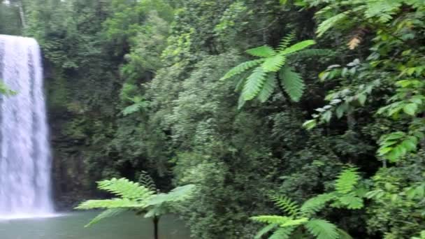 Millaa Millaa Falls, Atherton Tablelands  Queensland — Stok Video