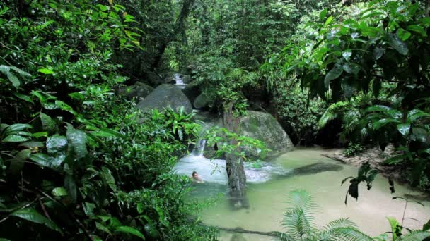 Selva tropical, Garganta Mossman, Queensland — Vídeos de Stock