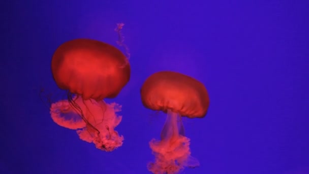 Sea Jellyfish, Pacific Ocean — Stok Video