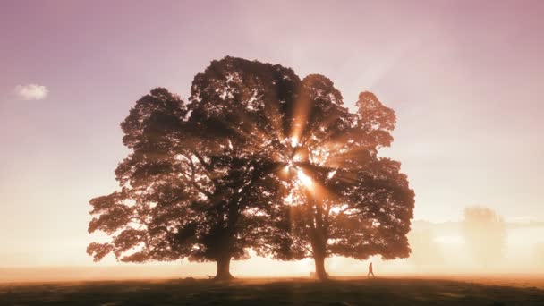 Árboles al amanecer y una persona caminando por el campo — Vídeo de stock