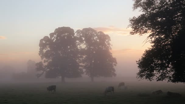 View of cows in mist filled fields at dawn — Stock Video