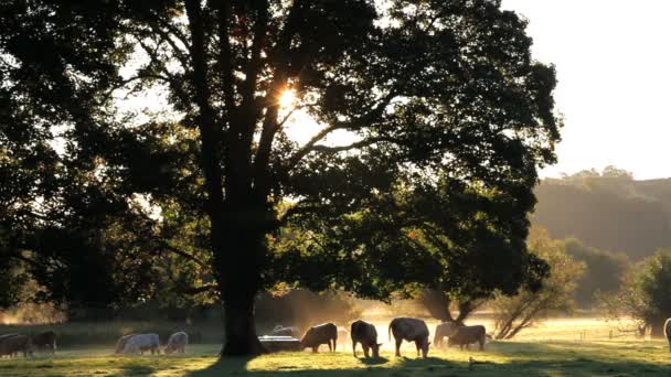 Kor i dimman i gryningen Usk Valley — Stockvideo