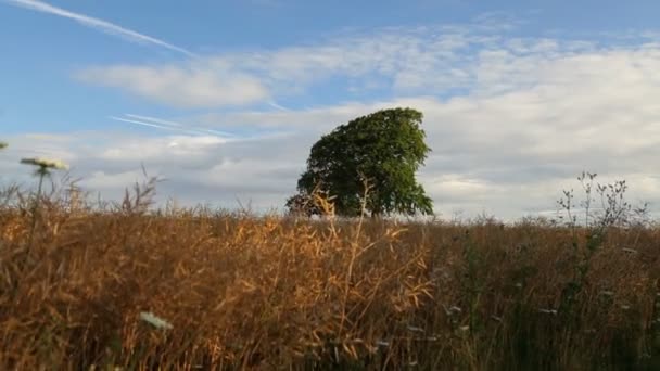 Árbol en verano rodeado de campo de semillas de colza — Vídeos de Stock