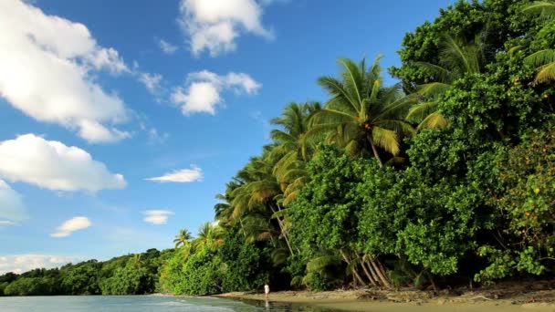 Tropikal bir plajda, Queensland yalnız kişi — Stok video