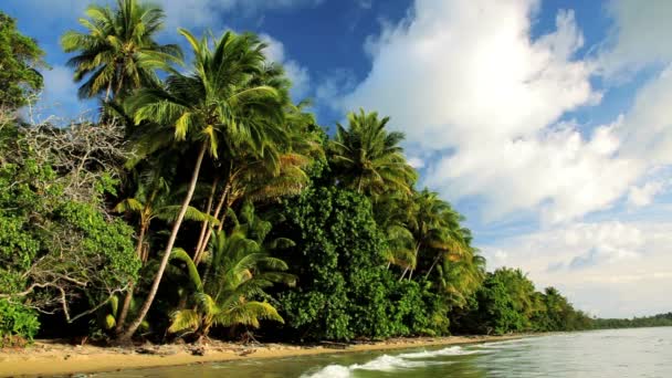 Playa tropical Cape Tribulation Queensland — Vídeos de Stock