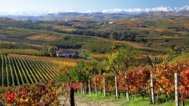 Vineyards nr Bolzano, Trentino Alto Adige — Stock Video