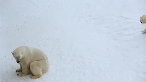 Eisbären im Park ranua Finnland — Stockvideo