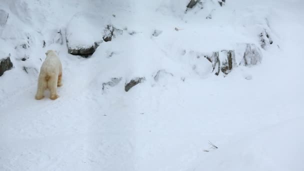 Ours polaires dans le parc animalier enneigé — Video