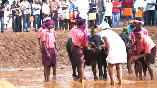 Einheimische bereiten Büffel auf Rennen vor — Stockvideo