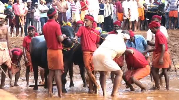 Yerlilerin bufalo yarış için hazırlanıyor — Stok video