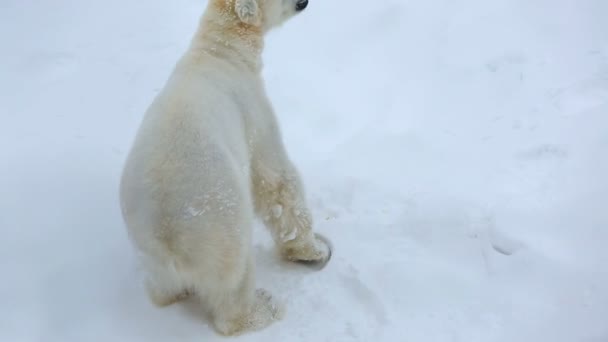 ホッキョクグマは雪に覆われた野生動物公園 — ストック動画