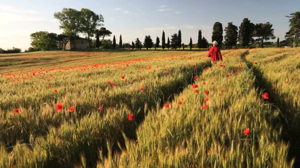 Male walking along Poppy flowers field — Stock Video