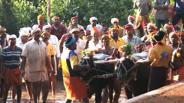 Kambala temporada tradicional de carreras de búfalos — Vídeos de Stock