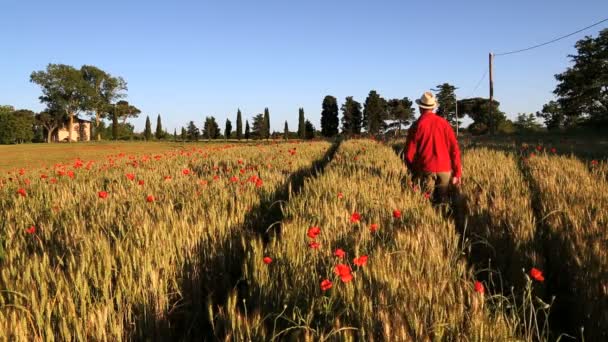 Hombre caminando por el campo de flores de amapola — Vídeos de Stock