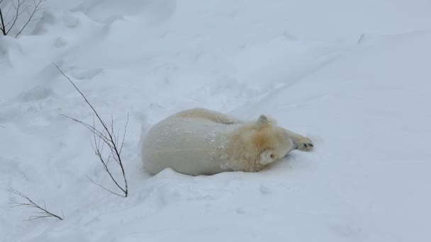 Eisbär entspannt im Schnee — Stockvideo