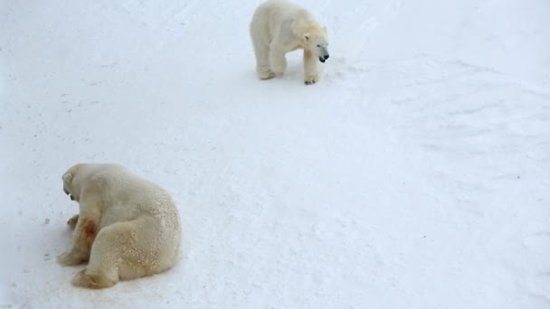 Polar Bears Park Ranua, Finnország