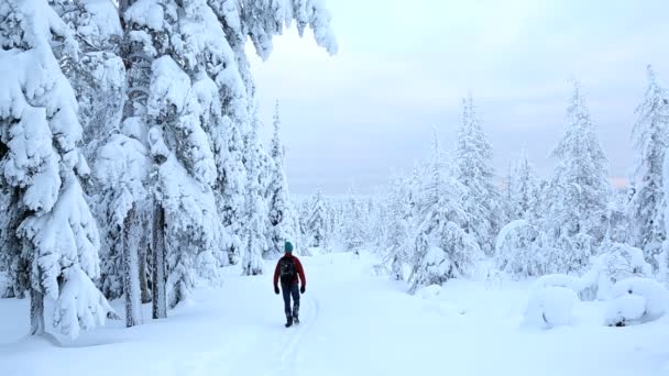 Escursionista uomo con le racchette da neve nel Parco Nazionale di Riisitunturi — Video Stock